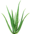 Aloe vera for a soothing application